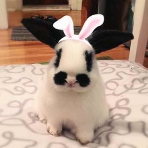 Meet your Posher, Jade